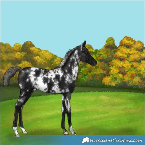 Horse Color:White Spotted Liver Chestnut Ice Mushroom 