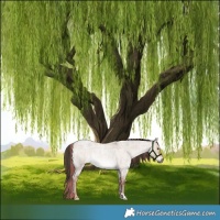 Horse Color:Plaid  Liver Red Dun Roan Rabicano 