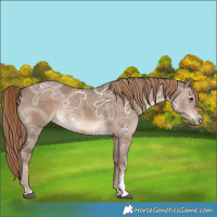 Horse Color:Liver Red Dun Ice Sabino 