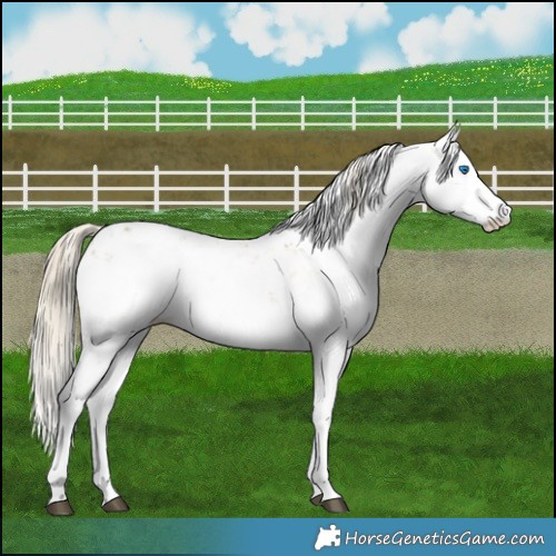 Horse Color:Chocolate Palomino Dun Mushroom Sabino Splash 