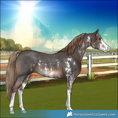 Horse Color:Liver Chestnut Sabino 
