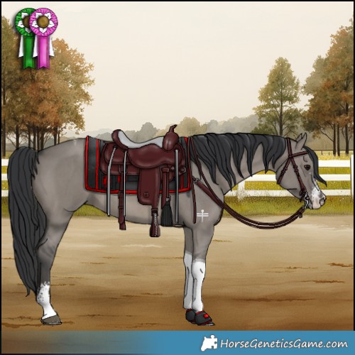 Horse Color:Grullo Sabino Tobiano 