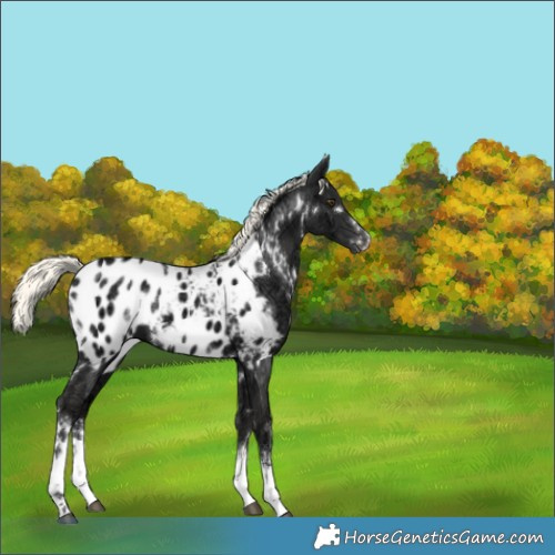 Horse Color:White Spotted Liver Chestnut Ice Mushroom Appaloosa 