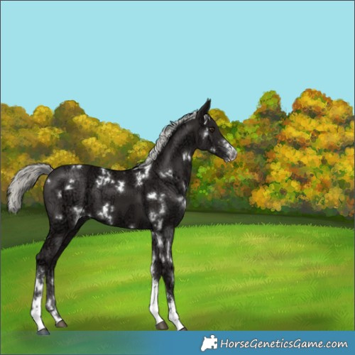 Horse Color:White Spotted Liver Chestnut Ice Mushroom Sabino 