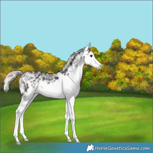 Horse Color:White Spotted Liver Chestnut Mushroom 