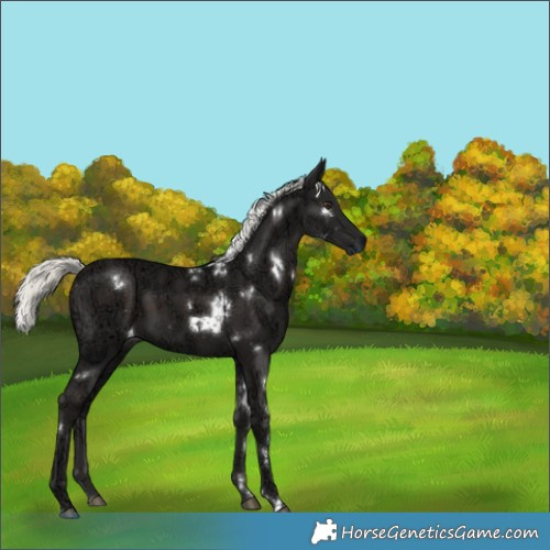 Horse Color:White Spotted Liver Chestnut Ice Mushroom 