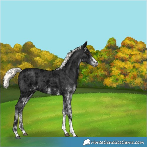 Horse Color:White Spotted Liver Chestnut Ice Mushroom 