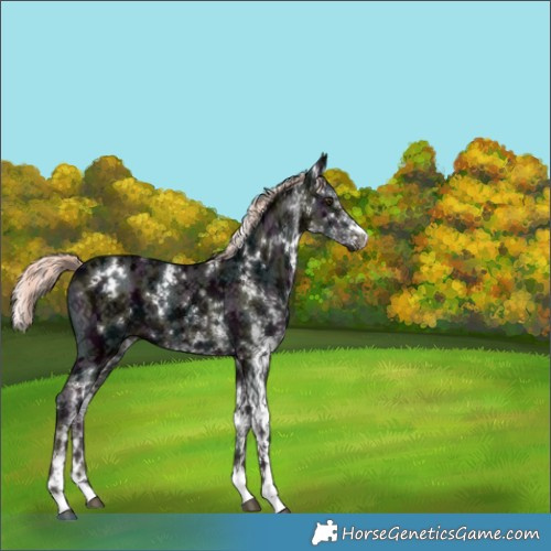 Horse Color:White Spotted Midnight Liver Chestnut Ice Mushroom 