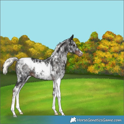 Horse Color:White Spotted Liver Chestnut Mushroom 