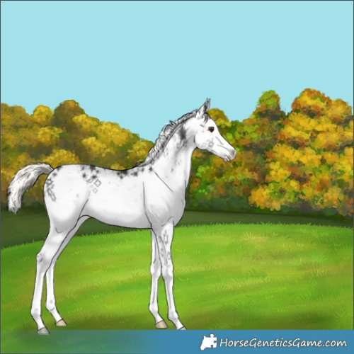 Horse Color:White Spotted Liver Chestnut Ice Mushroom Sabino Rabicano 