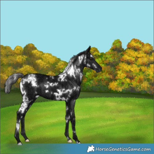Horse Color:White Spotted Liver Chestnut Ice 