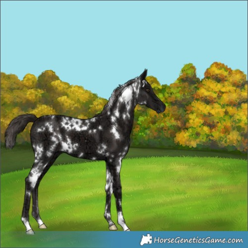 Horse Color:White Spotted Liver Chestnut Ice 