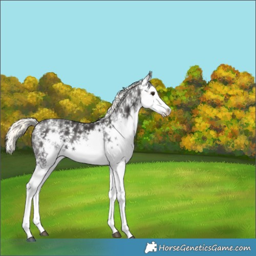 Horse Color:White Spotted Liver Chestnut Mushroom 