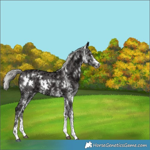 Horse Color:White Spotted Liver Chestnut Ice Mushroom 