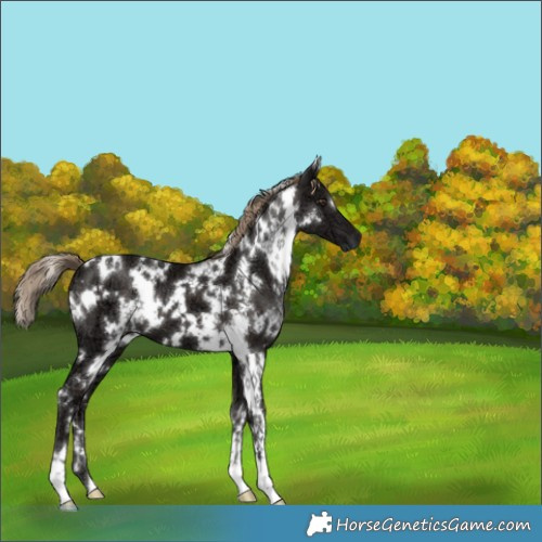 Horse Color:White Spotted Liver Chestnut Ice 