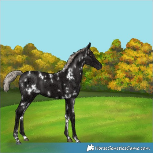 Horse Color:White Spotted Liver Chestnut Ice 