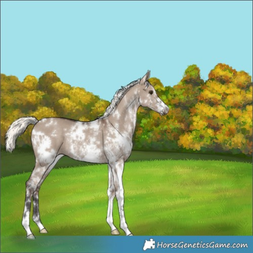Horse Color:White Spotted Liver Red Dun Mushroom Rabicano 