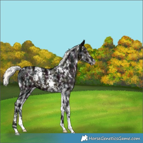 Horse Color:White Spotted Midnight Liver Chestnut Ice Mushroom Sabino 