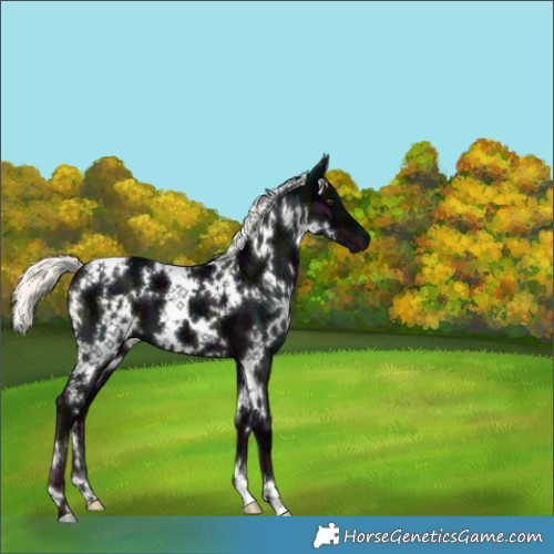 Horse Color:White Spotted Midnight Liver Chestnut Ice Mushroom 