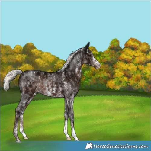 Horse Color:Liver Chestnut Ice Mushroom Sabino 