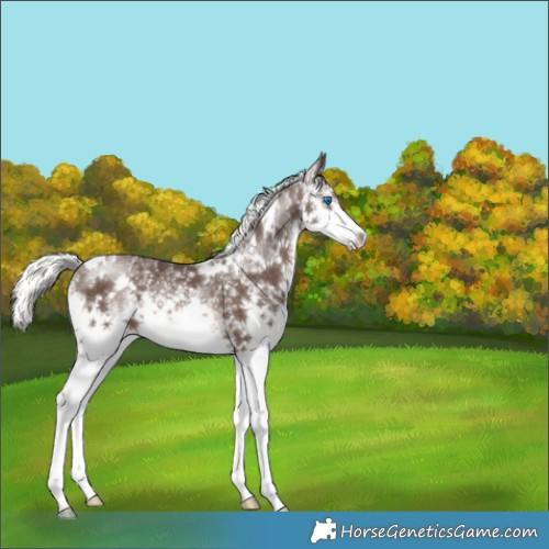 Horse Color:White Spotted Liver Chestnut Mushroom Splash 