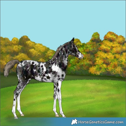 Horse Color:White Spotted Midnight Liver Chestnut Ice 