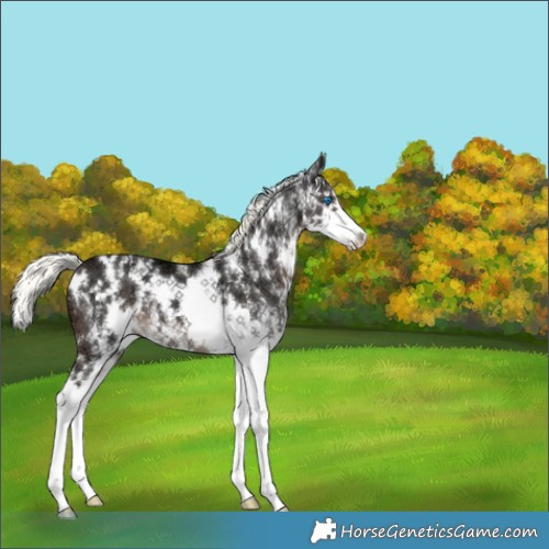 Horse Color:White Spotted Liver Chestnut Ice Mushroom Splash 