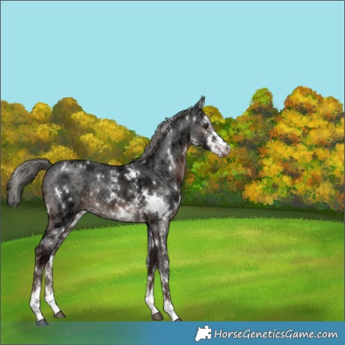 Horse Color:White Spotted Liver Chestnut Ice Mushroom Sabino Rabicano 