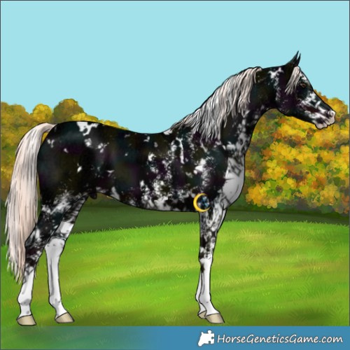 Horse Color:White Spotted Midnight Liver Chestnut Ice Mushroom 