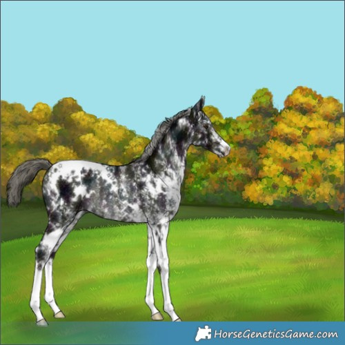 Horse Color:White Spotted Midnight Liver Chestnut Ice Mushroom Rabicano 