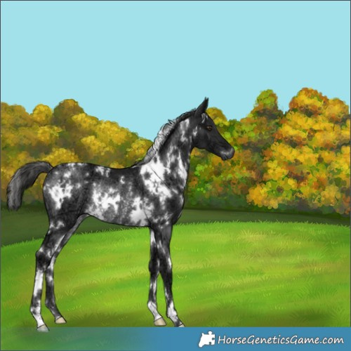 Horse Color:White Spotted Liver Chestnut Ice Rabicano 