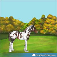 Horse Color:Liver Chestnut Tobiano Appaloosa 