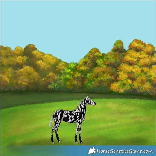Horse Color:Void Platinum Perlino Dun Sabino Near Leopard Rabicano 