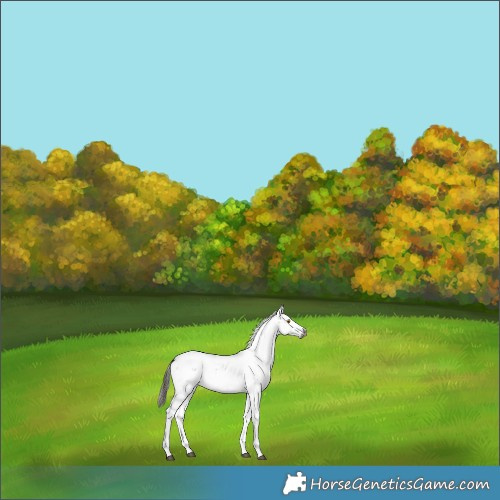 Horse Color:Gray Buckskin Dun Sabino Near Leopard Rabicano 