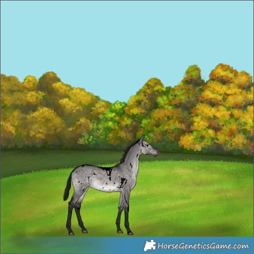 Horse Color:Gray Void Platinum White Spotted Brown Dun Rabicano 