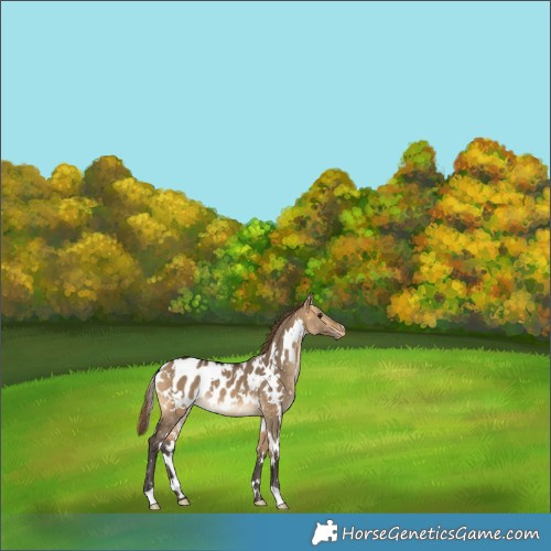 Horse Color:White Spotted Buckskin Dun Blanket 