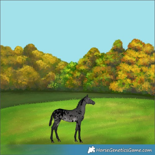 Horse Color:Gray Void Platinum White Spotted Buckskin Dun Appaloosa Rabicano 