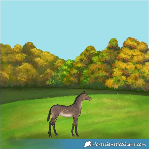 Horse Color:Brown Dun Snowflake Varnish