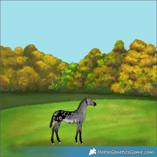 Horse Color:Gray Void Platinum Buckskin Dun Sabino Appaloosa Rabicano 