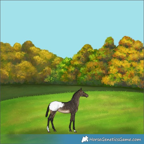 Horse Color:Gray Brown Dun Tobiano Appaloosa 