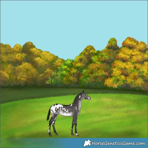 Horse Color:Gray Platinum White Spotted Brown Dun Blanket 