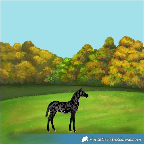 Horse Color:Void Platinum Brown Dun Sabino Near Leopard 