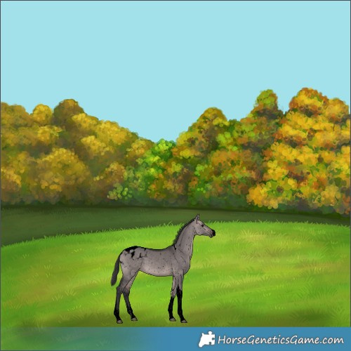 Horse Color:Void Platinum Bay Dun Sabino Tobiano Snowflake Varnish 
