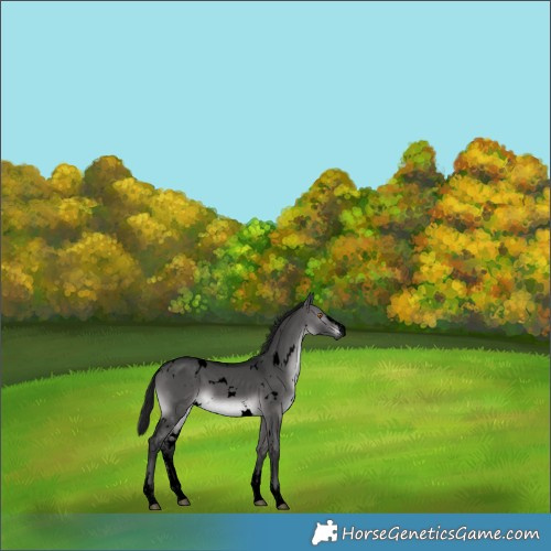Horse Color:Gray Void Platinum White Spotted Buckskin Dun Sabino 