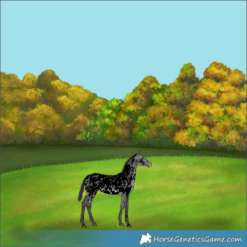 Horse Color:Void Platinum White Spotted Buckskin Dun Appaloosa 
