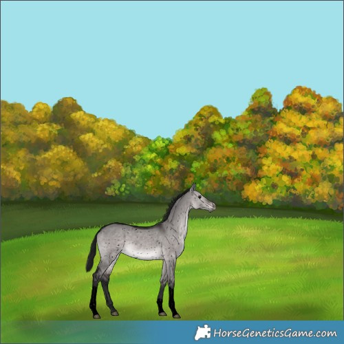 Horse Color:Gray Void Platinum Brown Dun Tobiano Appaloosa Rabicano 