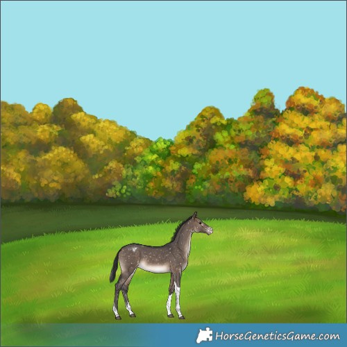 Horse Color:Brown Dun Sabino Tobiano Appaloosa 