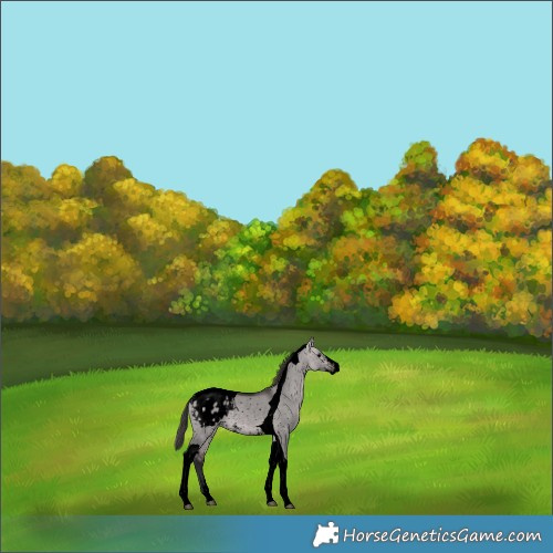 Horse Color:Void Platinum Bay Dun Sabino Tobiano Appaloosa 