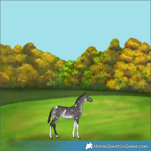 Horse Color:Platinum White Spotted Brown Dun Tobiano 