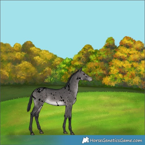 Horse Color:Void Platinum White Spotted Brown Dun Appaloosa 